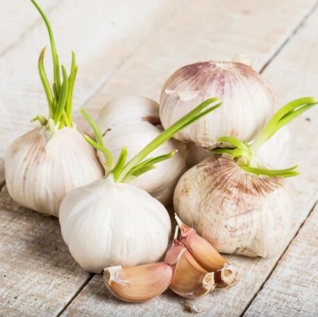 Garlic